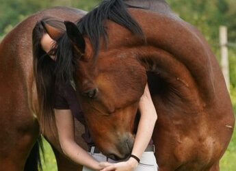 « Promo été » 5 séances pour faire connaissance